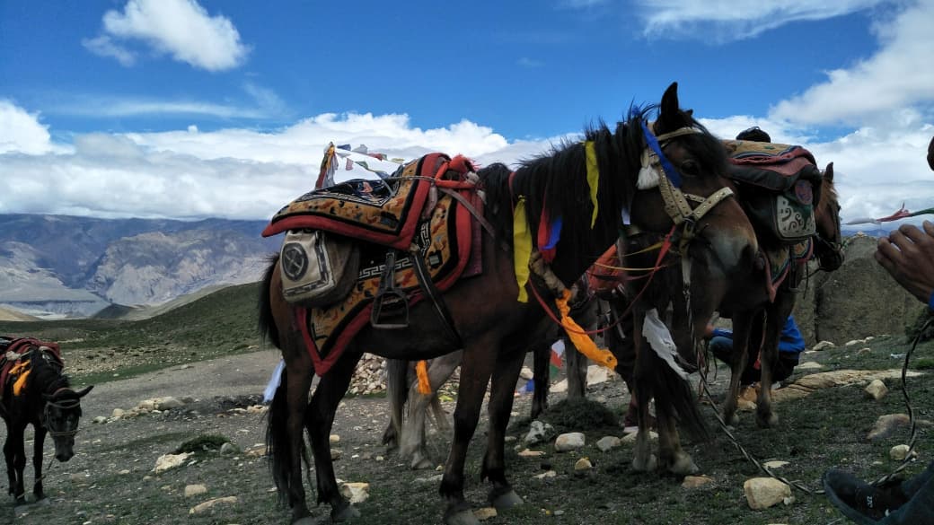 Horse Riding